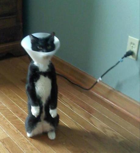 Black and white cat standing upright on hind legs, wearing a surgical cone. A plug is in an outlet behind and to their right, and gives the appearance of being connected to them.