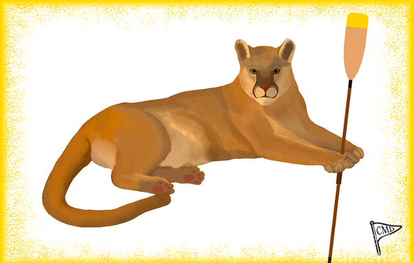 cougar with a yellow background, holding a rowing oar, ready to race down the river in the regatta!
