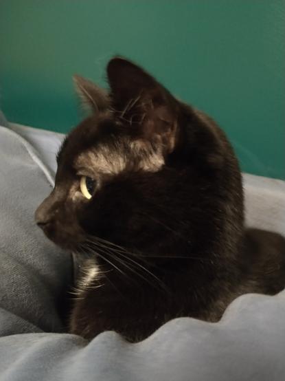 A black cat with bright yellow eyes is looking curiously to the left. She is nestled comfortably in a very soft blue pillow and only her head and shoulders are visible.