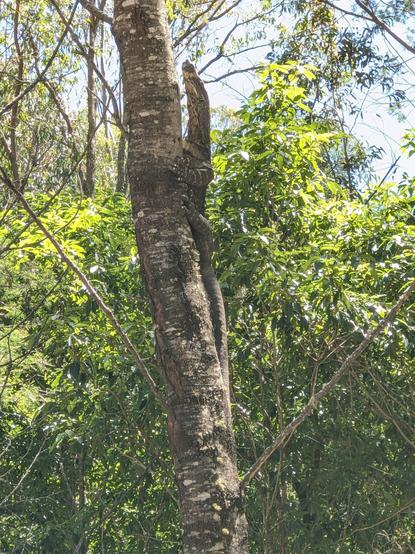 A lace monitor grasping the trunk of a tree. It is grey-brown with yellow-white markings. It's head is raised and it is facing upwards.