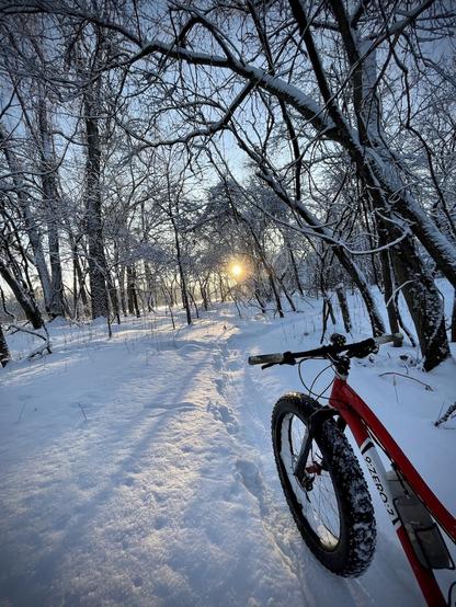 Fat bike pointed at the sunset on a freshly packed winter trail and trees covered with fresh snow.