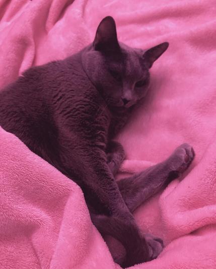 Doctor Cat is lying in croissant shape with one extended chimken leg on a pink blanket. She is dimly lit by pink light so the contrast between her and the blanket is considerable.