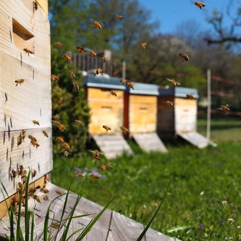 Bienen fliegen im Sonnenlicht vor einer Beute. Im Hintergrund stehen drei weitere Beuten in der Wiese.