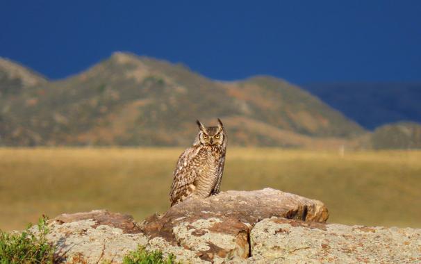 Landscape with a great horned owl in center frame. Background is deep purple blue stormy sky at dusk above a green brush covered red rock hills rising above a golden grass field. Owl is perched facing forward on lichen covered red rock with sprigs of green shrubbery at bottom left. Wings are dappled dark to light browns spots of white. Breast feathers look corrugated in fine stripes of golden tan and white. Dark markings on each cheek like parentheses with paler tan inside and outside of the dark markings. Nose is a dark long arrowhead pointed down. Upright ears tipped in dark brown with light brown and white feathers angled down to inside corners of eyes. Eyes are half open and vivid gold with a clear dark pupil.
