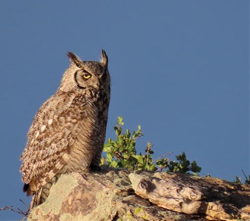 Great horned owl sitting on a rock. Background is medium denim blue clear sky. Rock is a rough layered red sandstone color mottled with pale green and spots of chartreuse green lichen. Bright green leafed woody sprigs attached to rock along top edge. Owl body is in right profile with head turned slightly toward camera. A shadow cuts owl's face vertically along nose and falls down over breast so that the left eye is obscured and breast is shadowed on left side. Wing is dappled dark to light browns spots of white. Breast feathers look corrugated in fine stripes of golden tan and brown. Dark markings on cheek like a parentheses with paler tan inside and outside of the dark markings. Lighter feathers on outside flare out like a short fan. Nose is partially obscured by shadow to a dark brown stripe. Upright ears tipped in dark brown with light brown and white feathers angled down to inside corners of eyes. Right eye is half open and vivid gold with a clear dark pupil under top eyelid. Dark brown angled eyebrow from inside eye to ear base. It looks grumpy, but stoic.