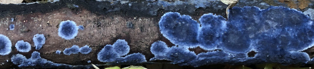lichen, blue and feathery on brown branch