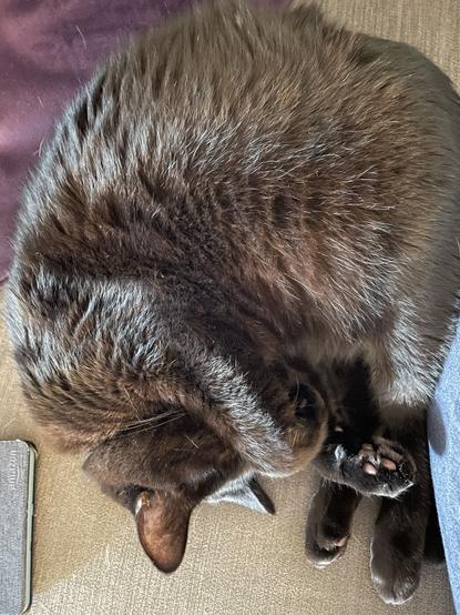 Black cat curled up on its side with a paw over its eyes, fast asleep