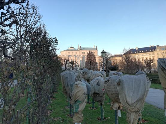 Parkanlage mit verhüllten Rosensträuchern und Burgtheater im Hintergrund am späten Nachmittag.