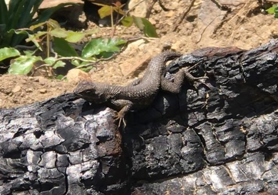 Fence lizard, Sceloporus occidentalis, photo by Lola Álvarez-Ruiz