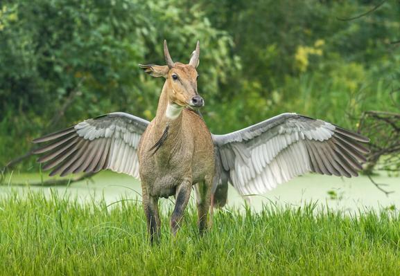 A photograph of an African mammal with horns and brown hide dashing through grass as a large bird flies behind it. The bird's body is not visible, but its wings are. The gray winged creature flying behind the horned animal makes it look as if the brown mammal has wings, like a Pegasus.