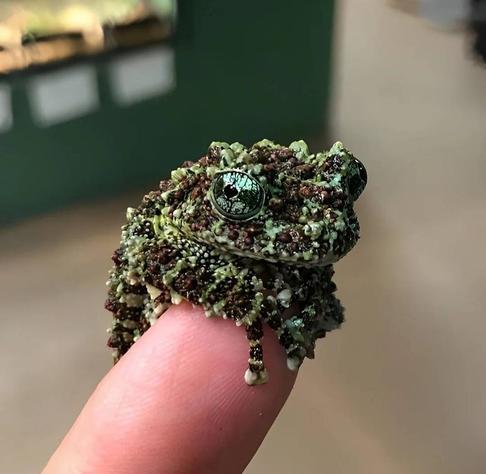 Photo of a tiny frog, perched on the end of someone's finger. The frog has large almost iridescent blue-green eyes. It's skin is bumpy and textured like moss, in multiple shades of green and brown