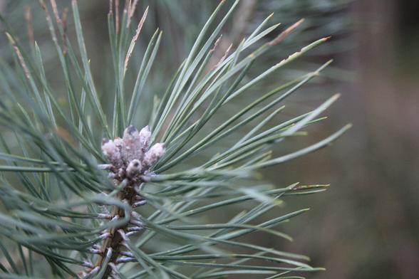 Nahaufnahme eines Kieferntriebs - Closeup of a pine sprout