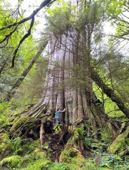 Pic of huge tree and small man dwarfed standing at base.