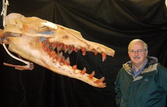 Basilosaurus skull next to a man. The whale jaw is partially opened and could fit most of the man's upper body inside of it. Teeth of two different shapes are visible in the whale skull--both pointy incisors and shearing molars.
