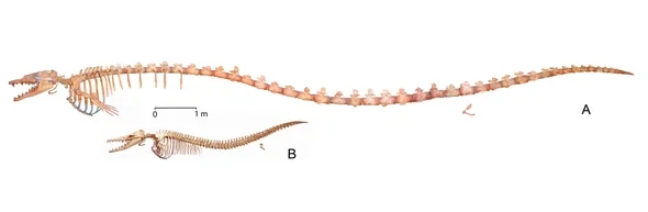 Size comparison of Basilosaurus to dorodon skeleton. The Basilosaurus is 3-4x as big and has a very elongated spine and long vertabrae, while the dorodon is more compact.