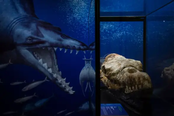 Photograph of a basilosaurus skull in a museum with a painting of basilosaurus behind it. Both the skull and the painting have open jaws, showcasing the animals' formidable position as apex predator.