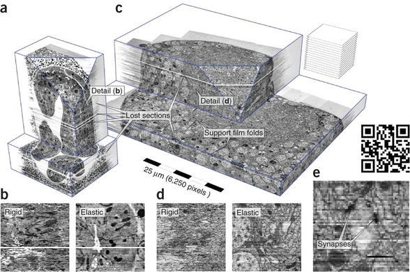 Saalfeld et al. 2012. Figure 2: Reconstrucció de dues sèries de seccions ultrafines, amb imatges per microscopia electrònica de transmissió. Una és el nemàtode C. elegans, i l'altre la larva de la mosca del vinagre, Drosophila melanogaster.