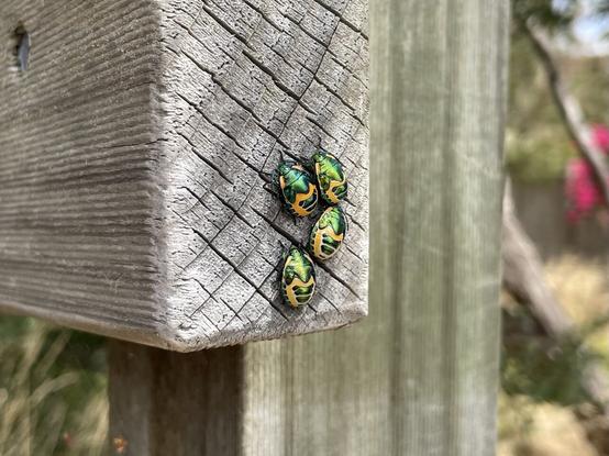 A cluster of four shiny green metallic bugs, each perhaps ~15mm length, on the end of an outdoor wooden balustrade rail.