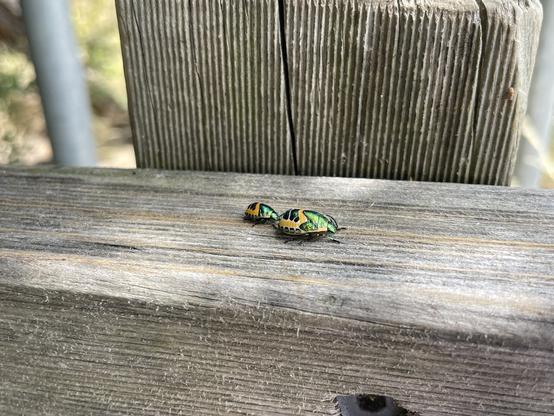 A parent and child bug on the top of the wooden rail. The child is small, less than 10mm