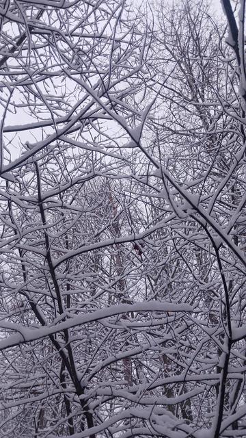 Branches covered in snow.