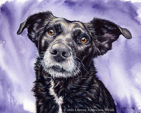 A watercolor portrait of a black lab-mix dog named Belle, with large ears sticking out and curled over at the tips.  She is facing forward, has white on her muzzle and a white stripe on her chest, and there is a splashy purple background behind her.