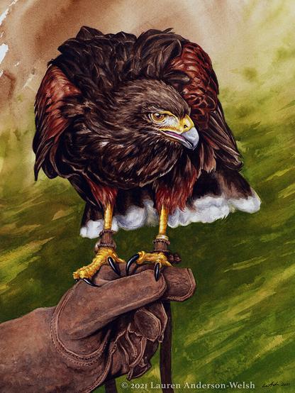 Watercolor painting of a Harris' hawk (chocolate brown and reddish plumage) named Harry, a bird used for falconry, standing on a brown leather glove with jesses hanging down.  The background is olive green fading into brown.