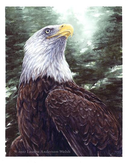 A watercolor painting of a bald eagle (head & chest portrait) looking up and to the right.  The background is loosely painted dark green pine forest with misty white between the trees.