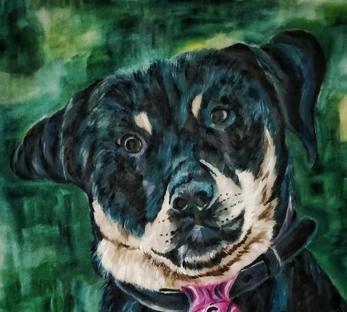 Portrait of an assistance dog.