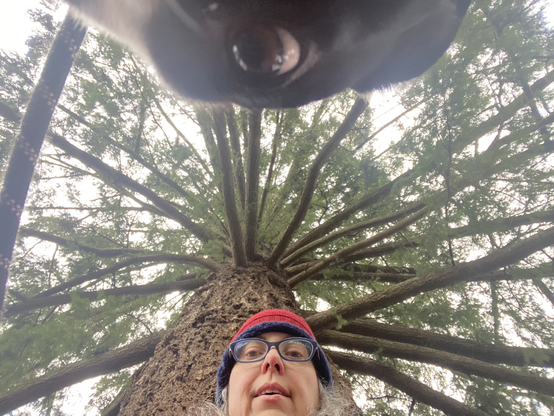 Selfie of human and one dog eyeball looking up very tall tree