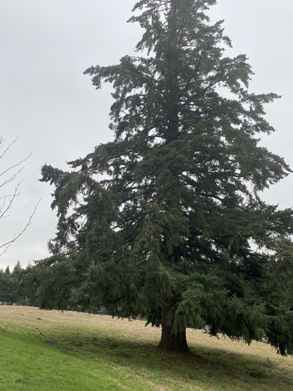 Tall tree - not quite evergreen or sequoia but trunk is bigger than wingspan of average human