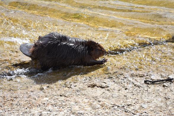 A very wet beaver is walking at the edge of the water. Their left front leg is extended, with the paw wide open, as if summoning the stick that lies about a foot in front of it.