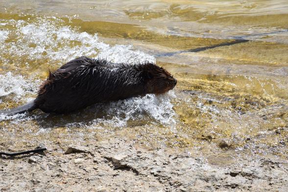 The same better decided to pass the stick, almost out of shot on the left of the picture, and is creating a bow wave as it enters the water.