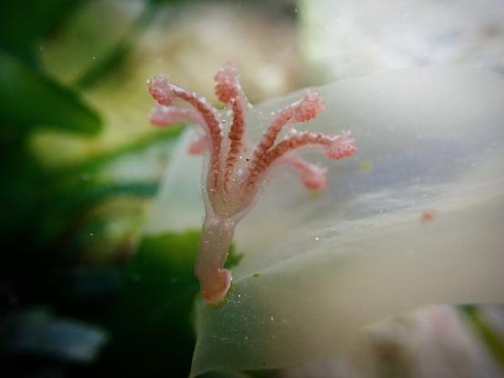 Underwater - a radially symmetrical  polyp sits on a green seaweed blade. It is trumpet-shaped and pink in colour.