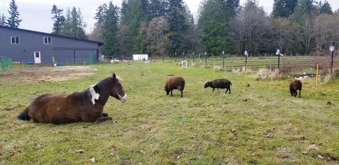 Sheep & rescue horse in paddock.