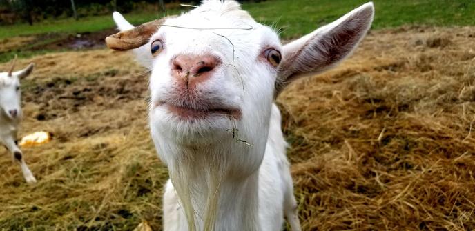 One of a few rescue goats. Rescued from an irresponsible farmer who tried dehorning them & screwed up. Leaving them with partial unihorns.