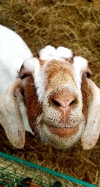 Another rescue goat.  Smiling.