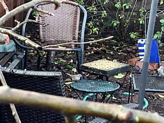 A white crowned sparrow sits on a small table next to another small table covered with birdseed.