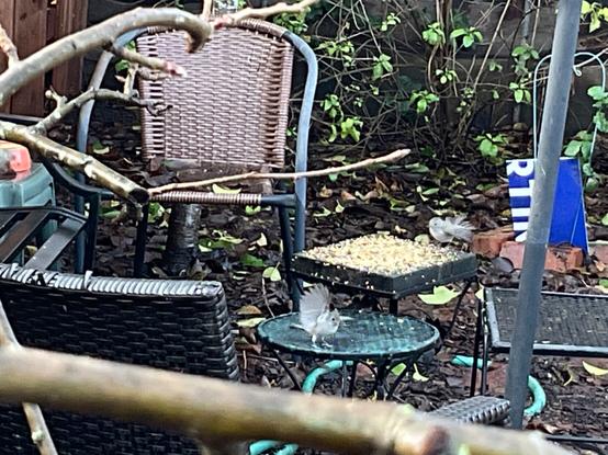 A couple of oak titmouses, which are small gray birds, are flapping their wings as they land on a couple of small tables. One table is covered with bird feed.