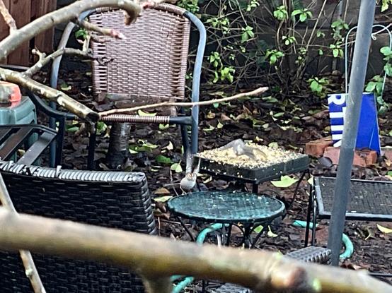 A white crowned sparrow comes in for a landing on a small table. An oak titmouse, sitting on the other table is spooked and has opened his wings to takeoff into flight.