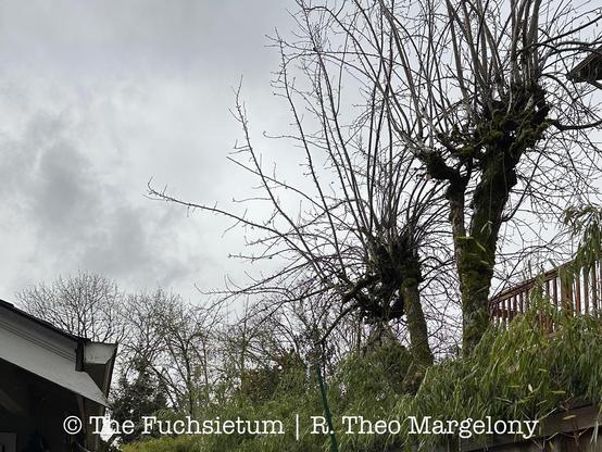 Apple tree after pruning.