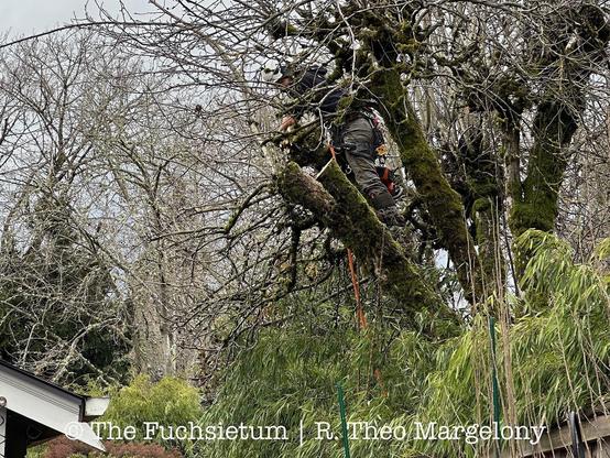 Apple tree before pruning.