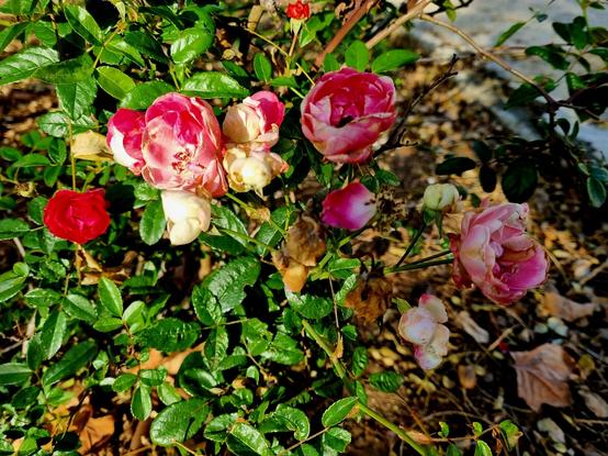 Small, budding pink, red and white flowers against a background of green leaves