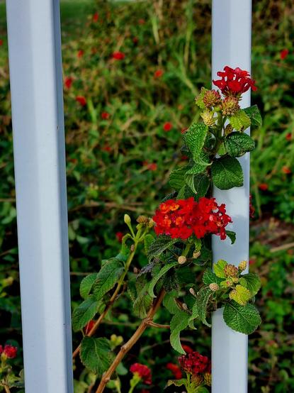 Small red flowers with a yellow tinge growing around white railings, against a mostly green background