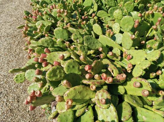 Deze cactus bestaat uit diverse schijfvormige delen, die helder groen zijn. Ze bevatten weinig stekels, en veel van de stekels die er zijn, zijn afgebroken of afgesleten. Op de bovenste schijven groeien diverse rood/roze vruchten met de vorm van een soort bekertjes met een ondiepe inkeping bovenin.