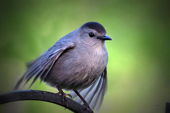 Photograph of a grey catbird, on a green background. It's perched on a branch with puffed-out feathers and its wings slightly raised to fly.