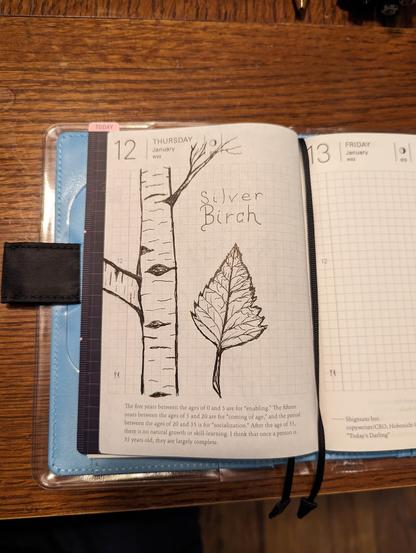 Ink Illustration of a silver birch tree