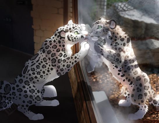 Artwork of my feral snow leopard character, Kieran, paws up against the glass window of a snow leopard enclosure, looking curiously at the cat mimicking his pose