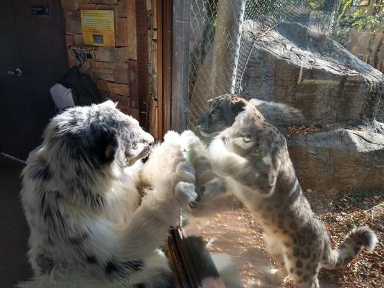 An actual photo of me in my snow leopard fursuit, paws up against the glass window of a snow leopard enclosure, looking curiously at the cat mimicking his pose