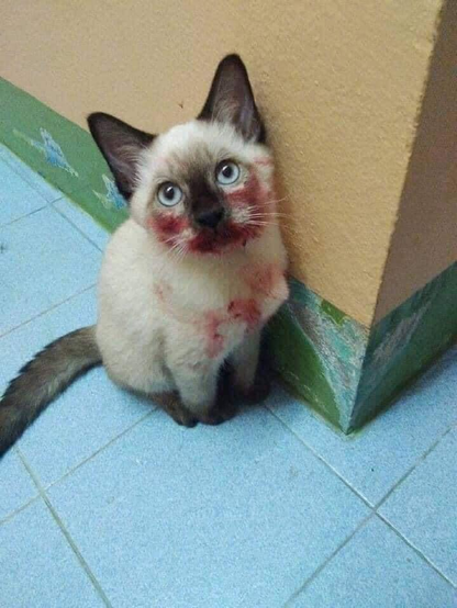 Pretty little seal-point kitten covered in lipstick on the face and chest giving the pitiful look.