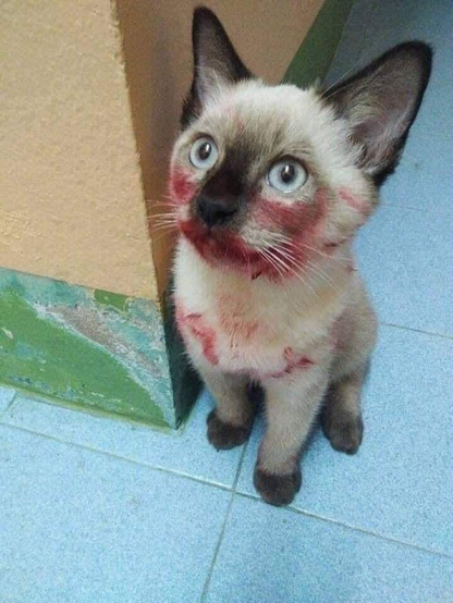 Pretty little seal-point kitten covered in lipstick on the face and chest giving the pitiful look.